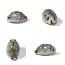 Cypraea hirundo rouxi f.rostrata, N. Caledonia, 17,8 mm, ROSTRATE