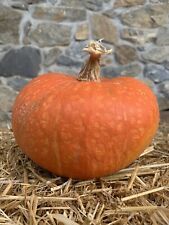 Zucca Rossa Siciliana  20 Semi + Omaggio