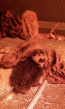 12 uova di quaglia fertili feconde, per incubatrice, confezione inclusa