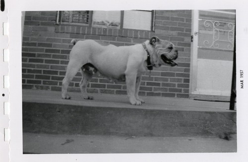 Good boy dog puppy - good,