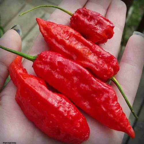 Peperoncino bhut jolokia red - peperoncino,