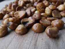 AS 669 Gevuina Avellana Seeds