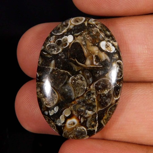 Cabochon ovale fossile - , di