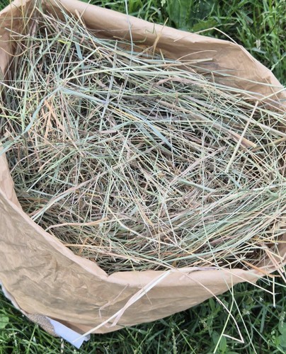 Fieno per conigli - , cavie