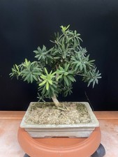 Pre bonsai di callistemon 