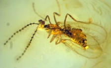 Ambra del Mar Baltico con RARA