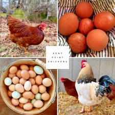 Uova da Cova di Pollo Fresche