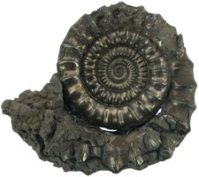 Lias Echioceras rarostatum