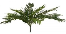 Cycas Bush 26in Green