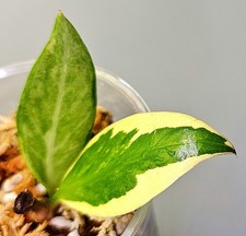 Zamioculcas Zamiifolia Variegata - Alta Qualità - G265