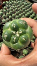 2 pezzi coryphantha elephantidens inermis cactus senza spine decorazione giardino boutique