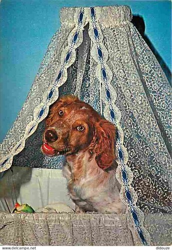 Postcard animals dogs - postcard,