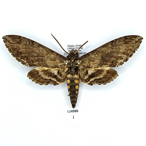 Sphingidae manduca sexta - sphingidae,,