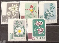 Polska polonia - polonia, yv