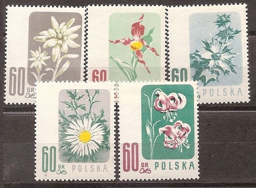 Polska polonia - polska,