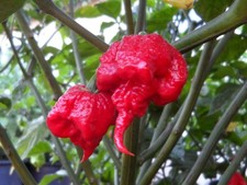 20 SEMI DI CAROLINA REAPER
