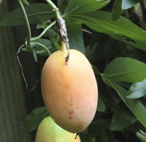 Passiflora incarnata