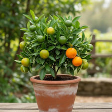 Mandarino Nano Dolce Clementine – 10 Semi – Biologico, Albero Bonsai, Pianta Fru