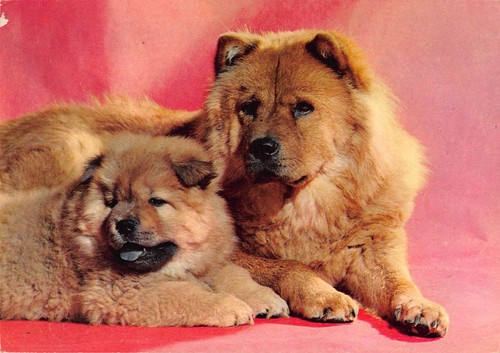 Animali chow - animali:, con