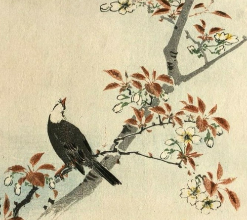Fiori uccellino asiatico - ,