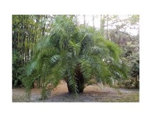 5x Phoenix reclinata palma