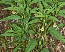 Denver Ground Cherry -