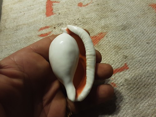 Bellissima conchiglia - bellissima,