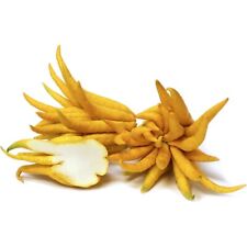 PIANTA ALBERO cedro LIMONE