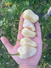 10 semi di peperoncino