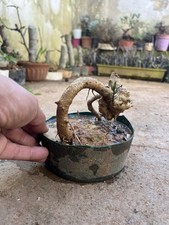 Bonsai  Olivastro ,Mame