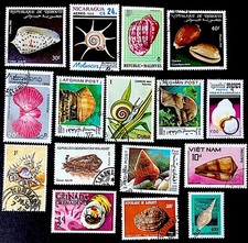 Conchiglie MLS 1 - Molluschi