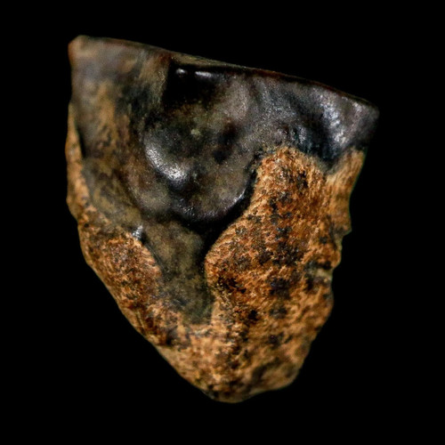 Dente fossile triceratopo - , 0,5"