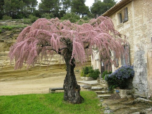 Tamerice comune tamarix - comune,