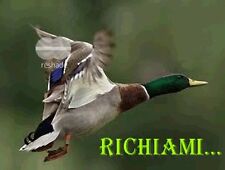  RICHIAMI PER UCCELLI ACQUATICI... PER RICHIAMO ELETTRONICO IN MP3 