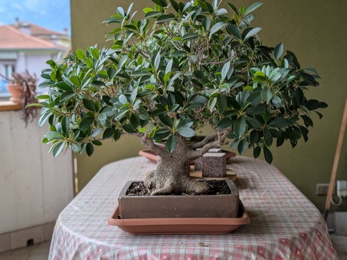 Bonsai ficus retusa - bonsai,