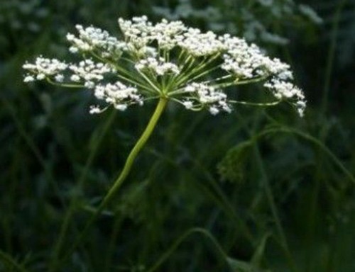 Pimpinella anisum anice - pimpinella,