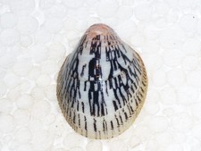 SEPTARIA PORCELLANA BLACK AND WHITE, MONSTER