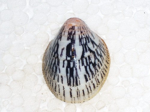 Septaria porcellana black and - porcellana,
