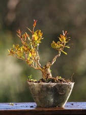 Prebonsai Melograno  (83)
