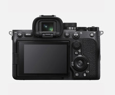 Basset Hound, 8x10 - Dipinto a