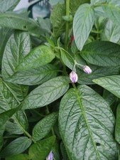 Pepino melon live stem - melon,