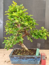 bonsai  olmo cinese  h 38 cm