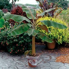 Musa - Dwarf Cavendish -