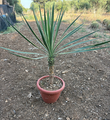 Yucca aloifolia marginata - yucca,