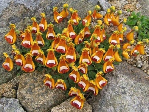Fs1456tz slipper flowers - slipper,