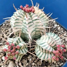 Euphorbia meloformis variegata