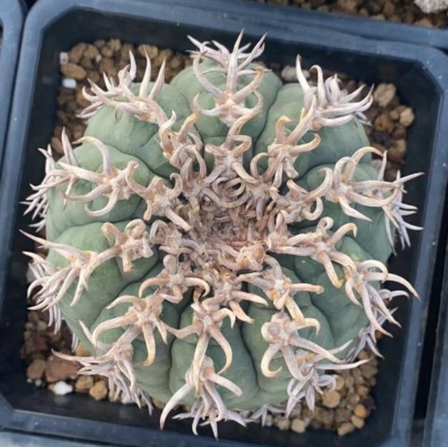 Piante cactus 8 cm - piante,