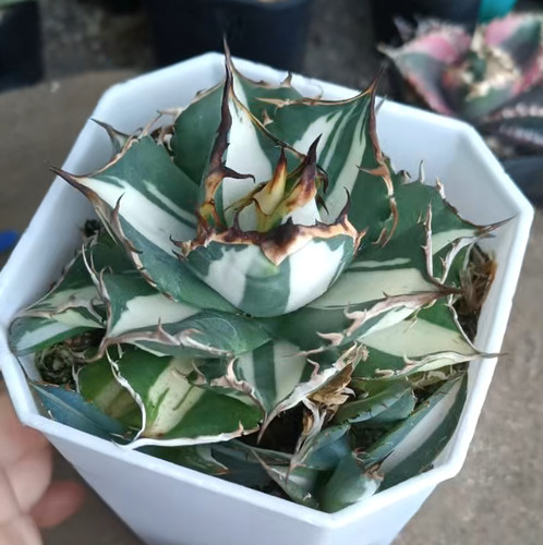 Raro cactus agave titanota