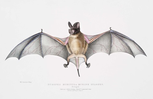 Pipistrello disopi murini - pipistrello,