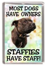 Staffordshire Bull Terrier Dog